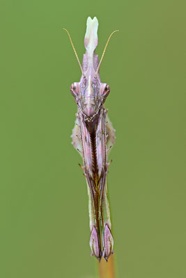 Empuse, Empusa fasciata (Kopfportrait)