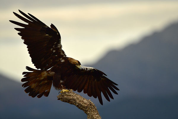 Kaiseradler