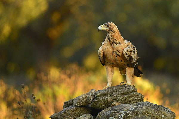Kaiseradler Jungvogel