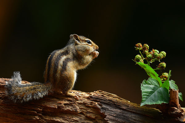 Sibirisches Streifenhörnchen