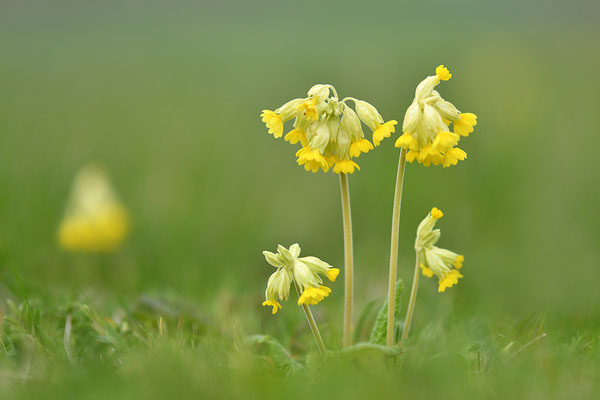 Wiesenschlüsselblume