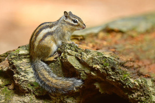 Sibirisches Streifenhörnchen
