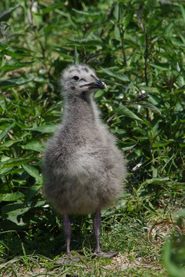 Heringsmöwe Jungvogel