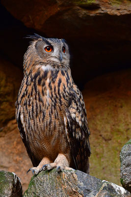 Uhu, Nationalpark Bayrischer Wald Tierfreigelände Neuschönau