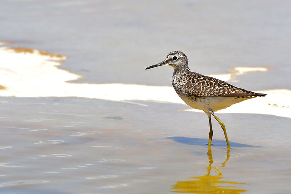 Bruchwasserläufer