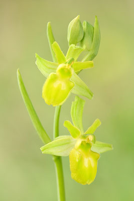 Gelbe Spinnenragwurz flavescens