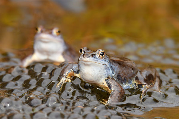 Moorfrosch