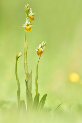 Gelbe Hummelragwurz flavescens