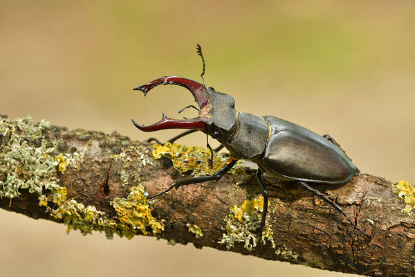 Hirschkäfer Männchen
