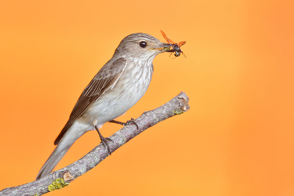 Grauschnäpper