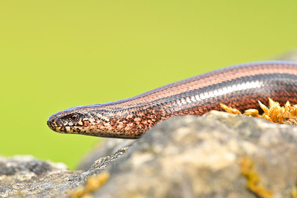 Blindschleiche