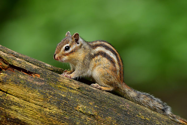 Sibirisches Streifenhörnchen