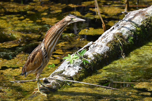 Zwergdommel Jungvogel