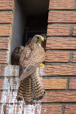 Turmfalke Weibchen mit Jungen am Nest