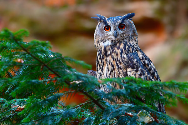 Uhu, Nationalpark Bayrischer Wald Tierfreigelände Neuschönau