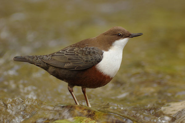 Wasseramsel