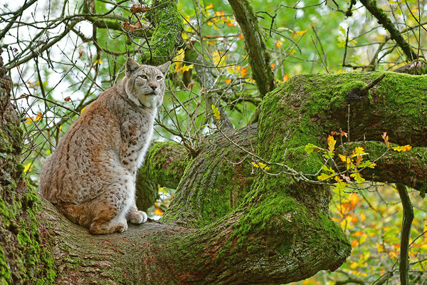 Luchs im Baum