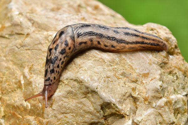 Tigerschnegel