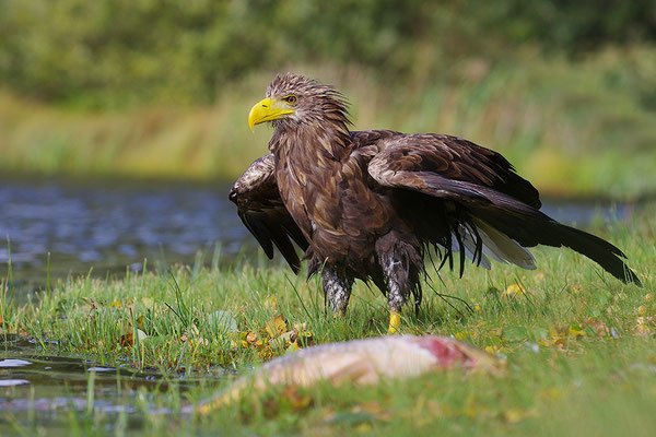 Seeadler mit Fisch