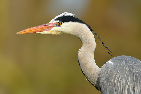 Graureiher Portrait