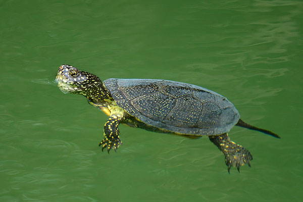 Europäische Sumpfschildkröte