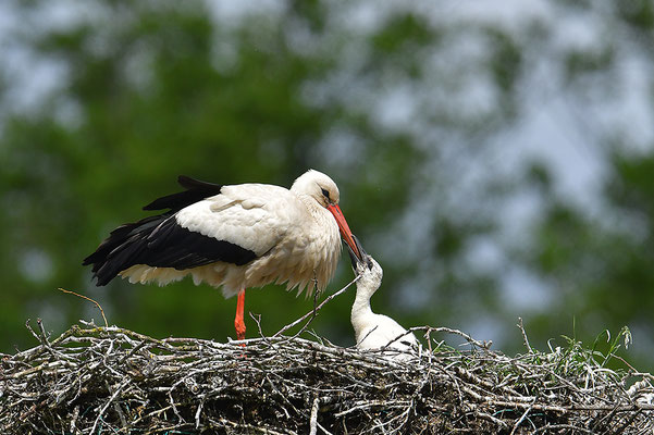 Weißstorch mit Jungvögeln am Nest