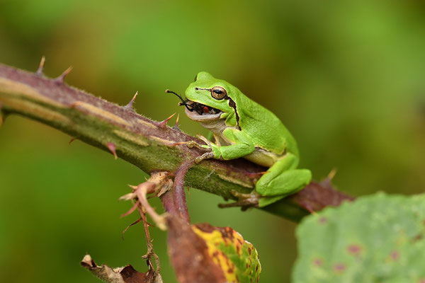 Laubfrosch frisst Fliege