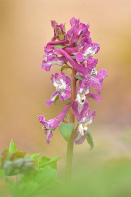 Hohler Lerchensporn