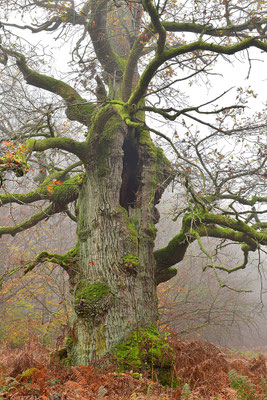 Urwald Sababurg