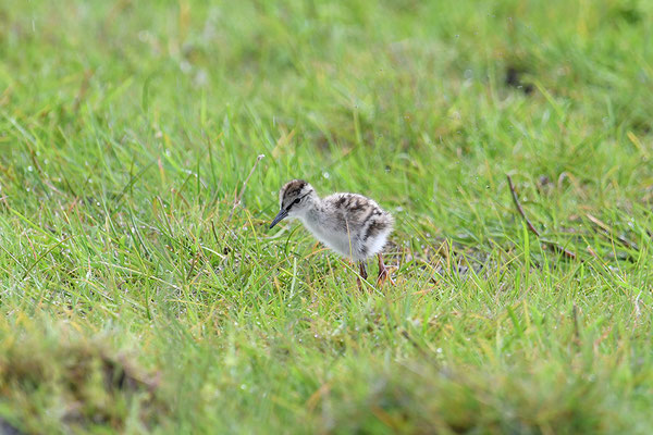 Rotschenkel Jungvogel