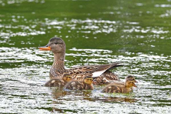 Schnatterente Weibchen mit Jungvögeln