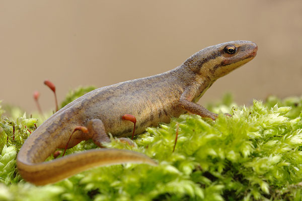 Teichmolch Weibchen