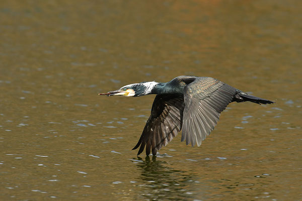 Kormoran im Flug