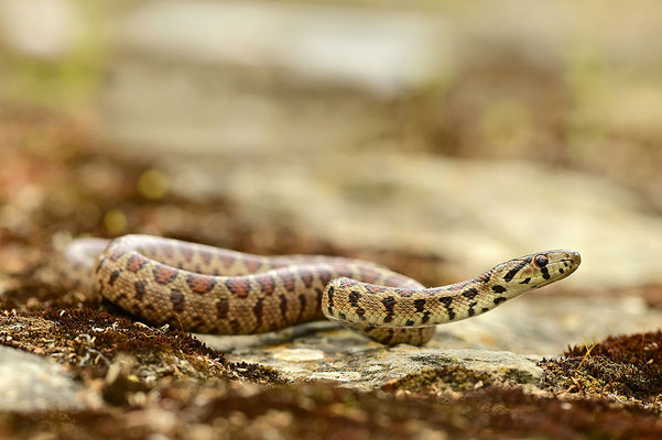 Leopardnatter