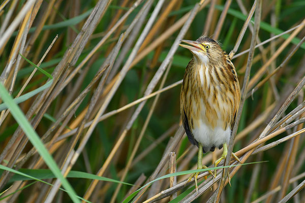 Zwergdommel Jungvogel