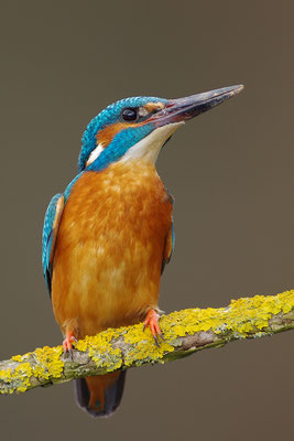 Eisvogel Männchen