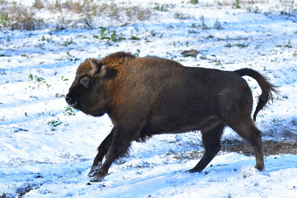 Wisent
