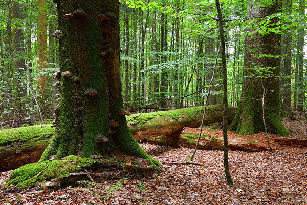 Urwald Bayrischer Wald