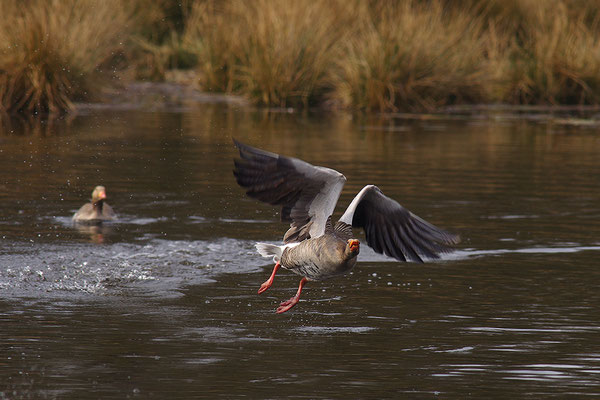 Graugans im Flug