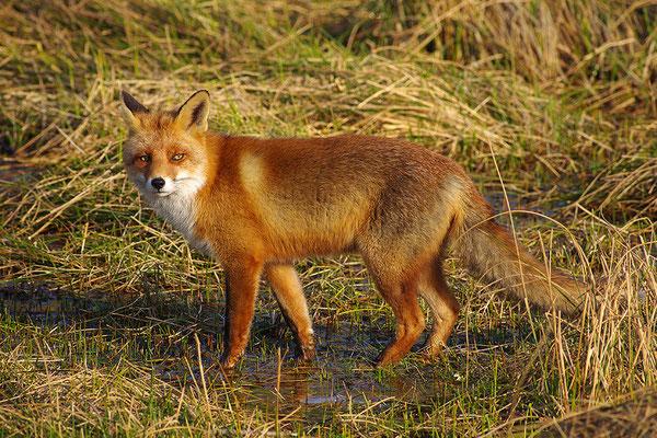 Fuchs