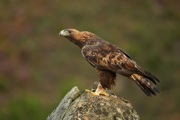 Steinadler