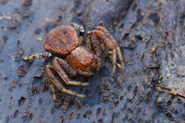 Krabbenspinne