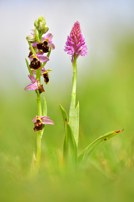 Hummelragwurz mit Pyramidenorchis