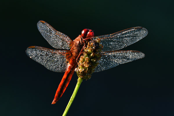 Feuerlibelle Männchen im Gegenlicht