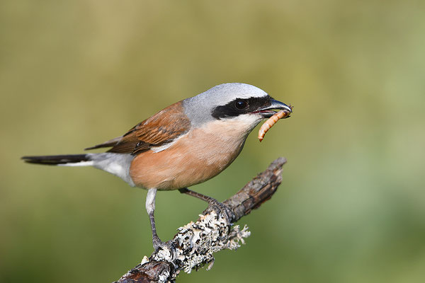 Neuntöter Männchen mit Beute