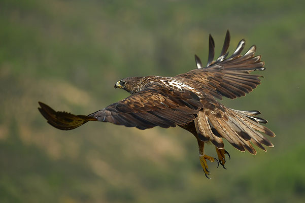 Habichtsadler