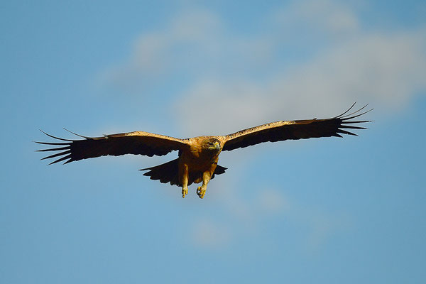 Kaiseradler Jungvogel