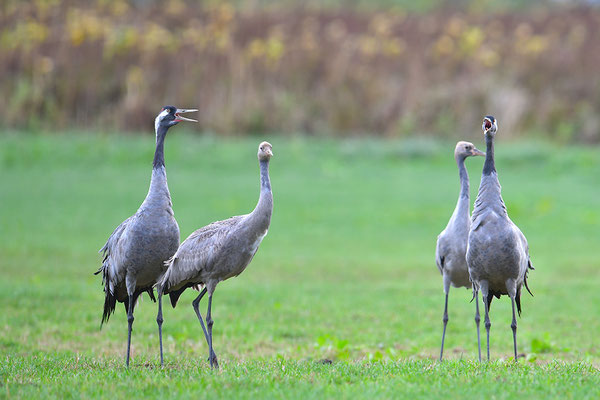 Kranich Familie