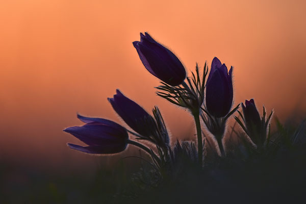 Küchenschelle im Abendlicht
