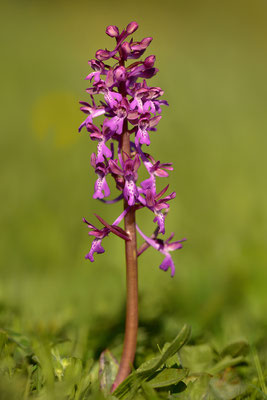 Sitia Knabenkraut